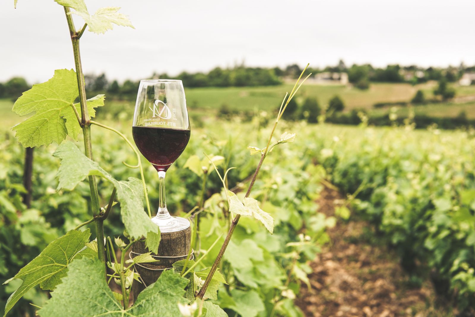 copa de vino en viñedo