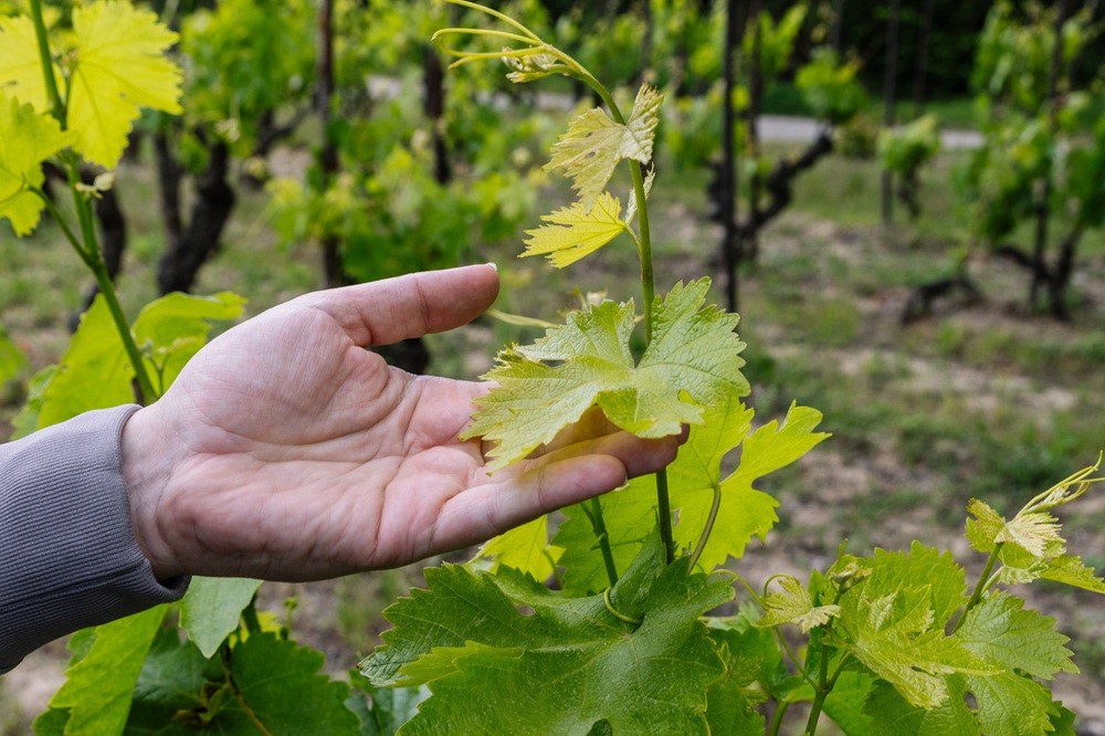 Viñedos