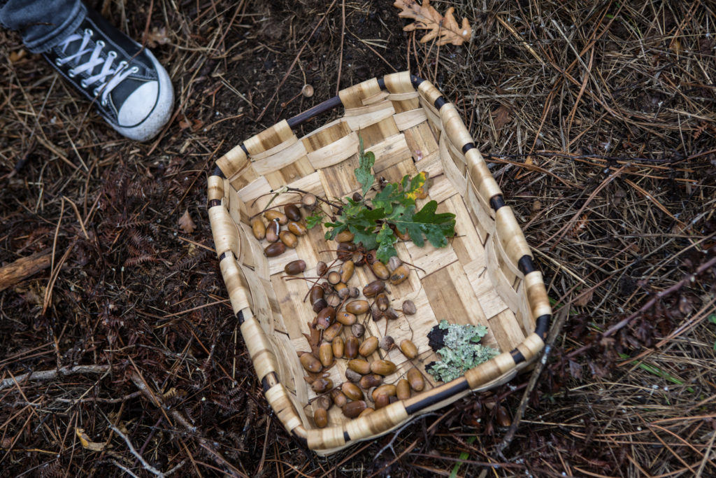 Plantas silvestres y su valor gastronómico